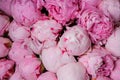 Fresh pink peony flower texture background Royalty Free Stock Photo