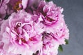 Fresh pink peony flowers in full bloom on gray concrete background Royalty Free Stock Photo