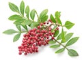 Fresh pink peppercorns on branch with green leaves isolated on white background