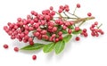 Fresh pink peppercorns on branch with green leaves isolated on white background