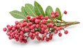 Fresh pink peppercorns on branch with green leaves isolated on white background