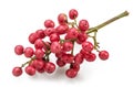 Fresh pink peppercorns on branch isolated on white background