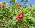 Fresh pink peppercorns on peruvian pepper tree branch. Blue sky at the background