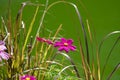 Fresh pink purple and white cosmos flower blooming in natural botany garden with green leaves Isolated on green background Royalty Free Stock Photo