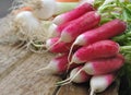 Fresh pink radish