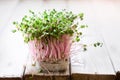 Fresh pink radish sprouts on old wooden table