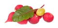 Fresh pink radishes, chard green leaf and yellow grape berry isolated on white background Royalty Free Stock Photo