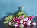 Fresh pink and red tulip flowers bouquet in front of a jug on a brown table in front of green wall. View with copy space and Royalty Free Stock Photo