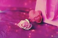 Fresh pink rose on the background of a package with a gift and a pair of purple hearts