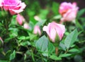 Fresh pink rose bud patterns begin blooming in nature garden Royalty Free Stock Photo