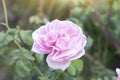 Fresh pink rose flower bloom in the garden on nature background. Royalty Free Stock Photo