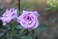 Fresh pink rose flower in the garden on blur nature background. Royalty Free Stock Photo