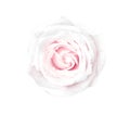 Fresh pink fresh rose flower with water dropds top view isolated on white background , clipping path Royalty Free Stock Photo