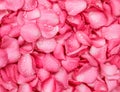 Fresh pink rose petal background with water rain drop Royalty Free Stock Photo