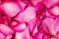 The fresh pink rose petal background with water rain drop Royalty Free Stock Photo