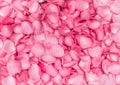 Fresh pink rose petal background with water rain drop Royalty Free Stock Photo