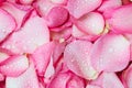 fresh pink rose petal background with water rain drop Royalty Free Stock Photo