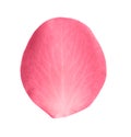 Fresh pink rose petal isolated