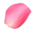 Fresh pink rose petal isolated