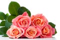Fresh pink roses Royalty Free Stock Photo