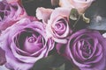 Fresh pink roses macro shot, summer flowers, vintage style Royalty Free Stock Photo