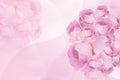 fresh pink roses overlapping on blur pink rose flower background, nature, banner, template, card, valentine, copy space Royalty Free Stock Photo