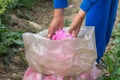 Fresh pink roses Rosa damascena, Damask rose in sack for perfumes and rose oil in garden on a bush during spring. Close up view