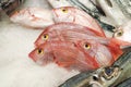 Fresh Pink Sea Bream fish for sale in fish market in Portugal, close up on ice Royalty Free Stock Photo