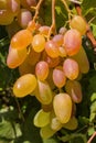 Fresh pink seedless grapes. Ripe pink grapes on the vine. Grapes closeup. Royalty Free Stock Photo