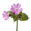 Fresh pink Silene dioica Red Campion flower close up