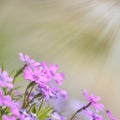 Fresh, pink, soft spring blossoms on nature background.