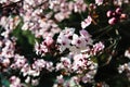 Fresh Pink Springtime Blossoms in full bloom