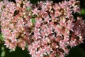 Fresh pink stonecrop prominent sedum in the garden closeup. Royalty Free Stock Photo