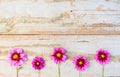 Fresh pink summer dahlia garden flowers Royalty Free Stock Photo