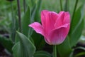 a fresh pink tulip with dew drop Royalty Free Stock Photo