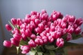 Fresh pink tulip flowers bouquet. Copy space Royalty Free Stock Photo