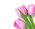 Fresh pink tulip flowers bouquet Royalty Free Stock Photo