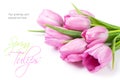 Fresh pink tulip flowers bouquet Royalty Free Stock Photo