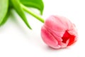 Fresh Pink Tulip - spring flower on white