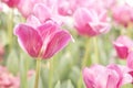 Fresh pink tulips Royalty Free Stock Photo