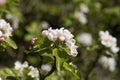 Fresh pink and white blossom buds and flowers of the Discovery Apple tree, Malus domestica, blooming in springtime, Shropshire, UK