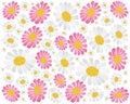 Fresh Pink and White Daisy Blossoms Background Royalty Free Stock Photo