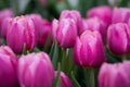 Fresh pinkTulip flowers background with raindrops in the garden