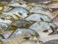 Fresh plaice fish frozen on ice at seafood market