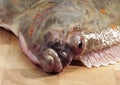 FRESH PLAICE pleuronectes platessa, CLOSE-UP OF HEAD