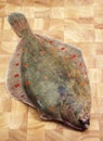 FRESH PLAICE pleuronectes platessa