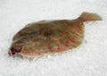 FRESH PLAICE pleuronectes platessa ON ICE