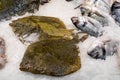 Fresh plaice for sale