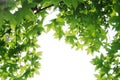 Plane trees leaves Royalty Free Stock Photo