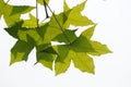 Fresh plane trees leaves Royalty Free Stock Photo